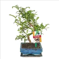 Exotenherz Bonsai di pepe di Sichuan - Zanthoxylum piperitum - circa 6 anni