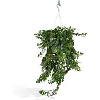 OEM Edera Verde Meraviglia - Ø24cm - ↕70cm - Ø24 - ↨70cm
