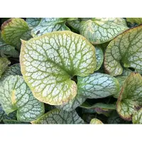 Brandless 6 x Brunnera macrophylla 'Jack Frost' - Caucasich don't forget me in vaso 9x9 cm