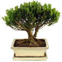 Exotenherz Bonsai di bosso, Buxus herlandii, ciotola da 20 cm, albero Bux - Bonsai da esterno