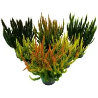 Exotenherz Calluna Green Nature, erica verde, resistente al freddo, in vaso da 11 cm. Set composto da 6 piante diverse