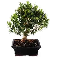 Exotenherz Bonsai di bosso - Buxus herlandii 15 cm