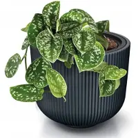 Prosperplast Vaso Rotondo Milly 29.8x29.8x25.7cm