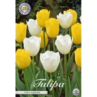 Sam van Schooten Tulipano Early Sunshine (10 bulbi) | Bulbi di tulipano di