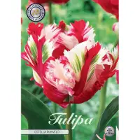 Sam van Schooten Tulipano Estella Rijnveld (7 bulbi) | Bulbi di tulipano di
