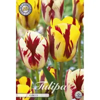 Sam van Schooten Tulipano Vermeer (10 pezzi) | Bulbi di tulipano di