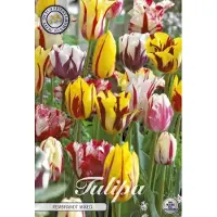 Sam van Schooten Tulipani Rembrandt Mix (10 pezzi) | Bulbi di tulipano di