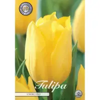 Sam van Schooten Triumph - Oro intenso - Tulipa
