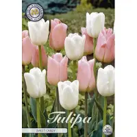 Sam van Schooten Tulipano Sweet Candy (10 bulbi) | Bulbi di tulipano di