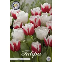 Sam van Schooten Tulipano Red Snow (10 pezzi) | Bulbi di tulipano di