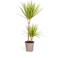 Exotenherz Dracaena marginata "Sunray" - Drago di Madagascar "Sunray" - Altezza: 80-100 cm