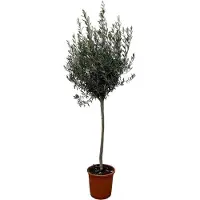OEM Ulivo europeo - altezza 160 cm - diametro 24 cm