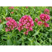 GRDplanten 6 x Centranthus ruber 'Coccineus' - euforbia da fiore - vaso 9 x 9 cm