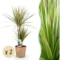 Pflanzenboutique Dracaena Sunray - Albero del drago - Bassa manutenzione - con cesto - Verde - 2 piante - 70-75cm - Ø17cm - Pianta d'appartamento - Sempreverde