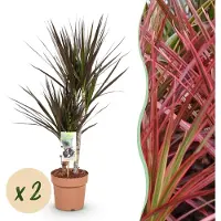 Pflanzenboutique Dracaena Magenta - Albero del drago - Bassa manutenzione - Verde - 2 piante - 70-80cm - Ø17cm - Pianta d'appartamento - Sempreverde