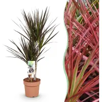 Pflanzenboutique Dracaena Magenta - Albero del drago - Bassa manutenzione - Verde - 70-80cm - Ø17cm - Pianta d'appartamento - Sempreverde