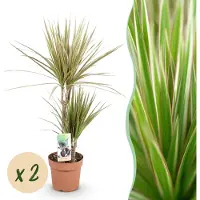 Pflanzenboutique Dracaena Marginata Bicolor - Albero del drago - Bassa manutenzione - Verde - 2 piante - 70-75cm - Ø17cm - Pianta d'appartamento - Sempreverde