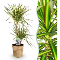 Pflanzenboutique Dracaena Sunray - Albero del drago - Bassa manutenzione - con cesto - Verde - 90-100cm - Ø21cm - Pianta d'appartamento - Sempreverde