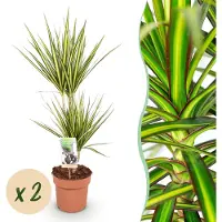Pflanzenboutique Dracaena Sunray - Albero del drago - Bassa manutenzione - Verde - 2 piante - 70-75cm - Ø17cm - Pianta d'appartamento - Sempreverde