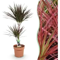 Pflanzenboutique Dracaena Magenta - Albero del drago - Bassa manutenzione - Verde - 90-100cm - Ø21cm - Pianta d'appartamento - Sempreverde