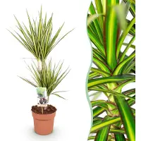 Pflanzenboutique Dracaena Sunray - Albero del drago - Bassa manutenzione - Verde - 70-75cm - Ø17cm - Pianta d'appartamento - Sempreverde