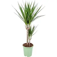 Herbie Dracaena marginata, chiamata anche "drachenbaum", pianta da interno, altezza 70-80 cm, vaso di 17 cm