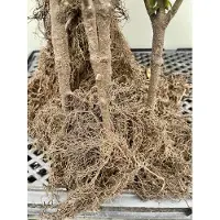 GRDplanten 10 rose di feltro - Rosa (o) tomentosa | Altezza: 50-80 cm, piante vendute senza vaso