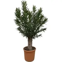 Holland Connections Bonsai di Nerium Oleander - Altezza 190 cm - Diametro 45 cm