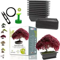 LTPRTZ Set bonsai mini – Alberi in miniatura – Da coltivare da soli – Kit completo per la crescita – 6 alberi – Verde