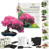 LTPRTZ Kit per la coltivazione di bonsai: fai da te. Coltiva il tuo albero. Completo di accessori. Dimensioni: 15,5 x 2 x 17,5 cm. Materiali naturali