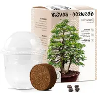 LTPRTZ Kit per principianti per bonsai - Set per la coltivazione di piante - Coltiva il tuo albero - Include un ebook - 15 x 15 x 10 cm