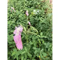 GRDplanten 6 x Sanguisorba hybr. 'Pink Brushes' - Pimpinelle - vaso 9 x 9 cm