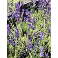 Brandless 6 x Lavandula angustifolia 'Hidcote' - Lavanda in vaso 9 x 9 cm