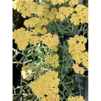 Brandless 6 x Achillea 'Terracotta' - Schafgarbe im topf 9 x 9 cm