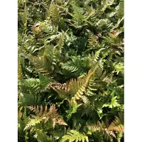 GRDplanten 6 x Dryopteris erythrosora - Felce a velo rosso - vaso 9 x 9 cm