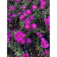 Brandless 6 x Aster dumosus 'Starlight' - Aster in vaso 9x9 cm