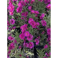Brandless 6 x Aster novi-belgii 'Royal Ruby' - Astro erbaceo di 9x9 cm