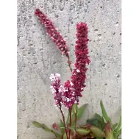 GRDplanten 6 x Persicaria Affinis 'Superba' - Nodo delle candele - vaso 9x9 cm
