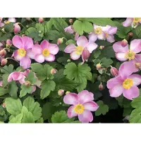 Brandless 6 x Anemone hupehensis 'Jasmine' - Anemone in vaso 9 x 9 cm