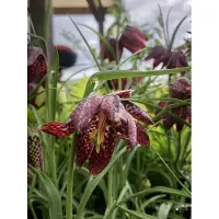 GRDplanten 6 x Fritillaria meleagris - Corone dell'imperatore - vaso 9x9 cm