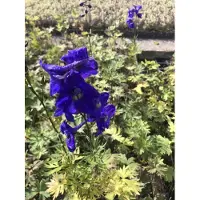 Brandless 6 x Delphinium belladonna 'Atlantis' - Delphinium in vaso 9x9 cm
