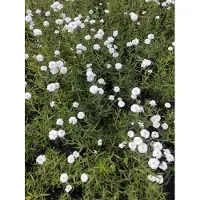 Brandless 6 x Achillea ptarmica 'Peter Cotonetail' - Achillea in vaso 9 x 9 cm