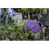 GRDplanten 6 x Scabiosa cauc. perfecta' - Scabiosa - Vaso 9 x 9 cm