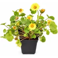 GRDplanten 6 x Doronicum orientale - Doronicum - Topf 9 x 9 cm