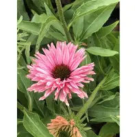 GRDplanten 6 x Echinacea purp. 'Sunseekers Salmon' - Sonnenhut - Topf 9x9 cm