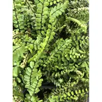 GRDplanten 6 x Asplenium trichomanes - felce striata - vaso 9 x 9 cm