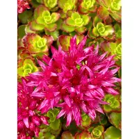 GRDplanten 6 x Sedum spur. 'Schorbuser Blut' ('sangue di drago') - Fettblatt - Topf 9 x 9 cm