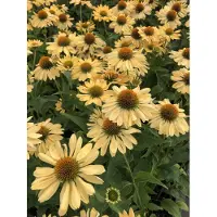 GRDplanten 6 x Echinacea purpurea 'Aloha' - Fiore di conifera - vaso 9x9 cm