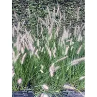 GRDplanten 6 x Pennisetum alopecuroides (compressum) - Alga della lampada - Vaso 9 x 9 cm