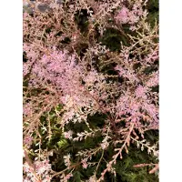 Brandless 6 x Astilbe simplicifolia 'Sprite' - Traliccio di schiuma 'Sprite' , Magnifico traliccio in vaso 9x9 cm